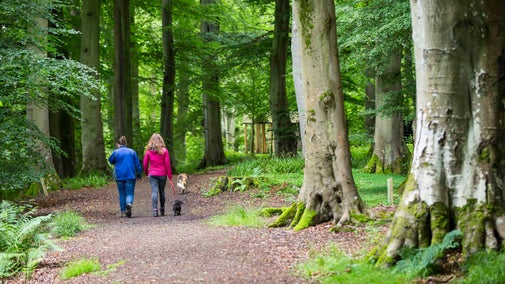 Two visitors with their backs to the camera walk a dog through woodland at Allen Bank and Staward Gorge